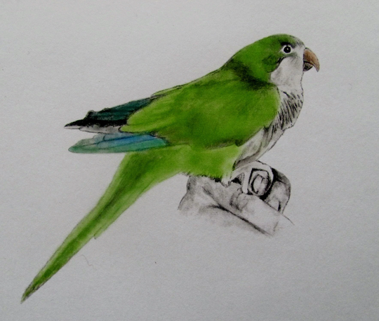 Custom 8x10 Pet Or Wild Bird with Color Pencil Sketch A Realistic Wildlife Image From An Artist Who Can Draw Your Photo & Turn It Into Art