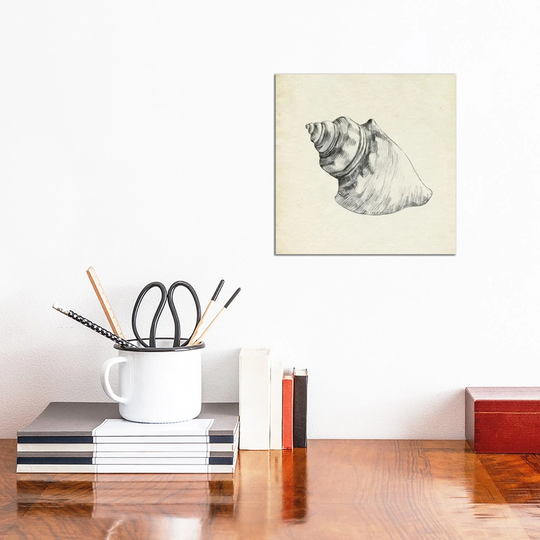 iCanvas "Seashell Pencil Sketch IV" by Emma Caroline Canvas Print