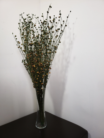 Preserved Flax With Natural Color, A Refreshing Green Firm Leaves. Recommended As A Base For Arrangement