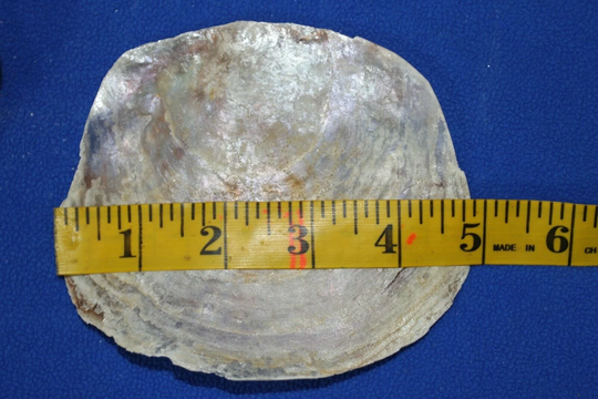 Make Your Own Beach Wedding Dinner Table Name Place Seashells, Saddle Oyster Shells, - 4 1/2" +, Volume Priced Ss-61 Free Ship