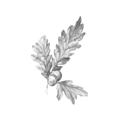 Oak Leaf Pencil Sketch I