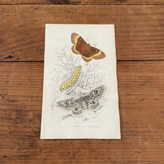 Emperor Moths, Original Hand Colored Antique Print, 1835 Jardine's Naturalists Library