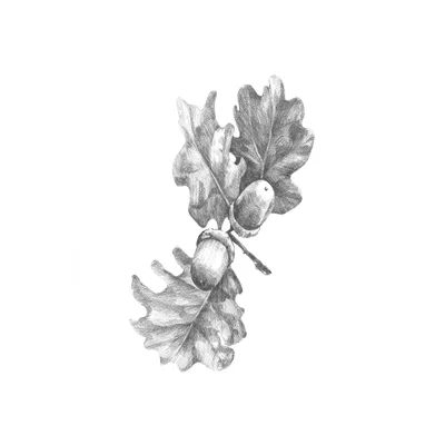 Oak Leaf Pencil Sketch II