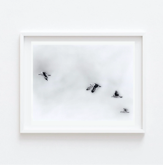 Black & White Art | Bird Pencil Nature Landscape Fine Print Beach Modern Valentine Gift
