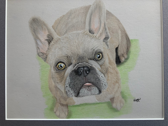 French Bulldog Art Drawing - Coloured Pencil