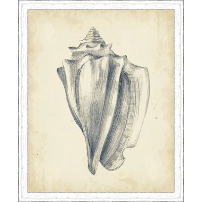 'Antique Shell Study IV' Framed Painting Print