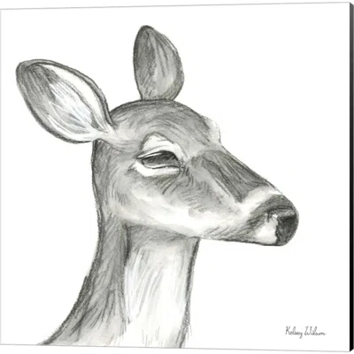 Watercolor Pencil Forest (Rabbit, Squirrel, Raccoon & Fawn) By Kelsey Wilson, Canvas Art (Set Of 4)