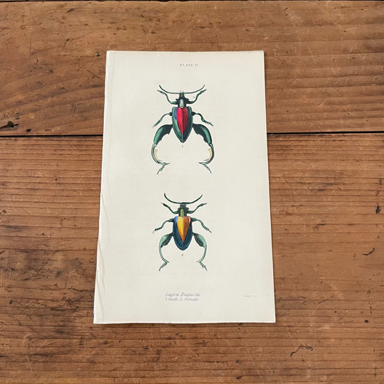 Sagra Beetles, Original Hand Colored Antique Print, 1835 Jardine's Naturalists Library