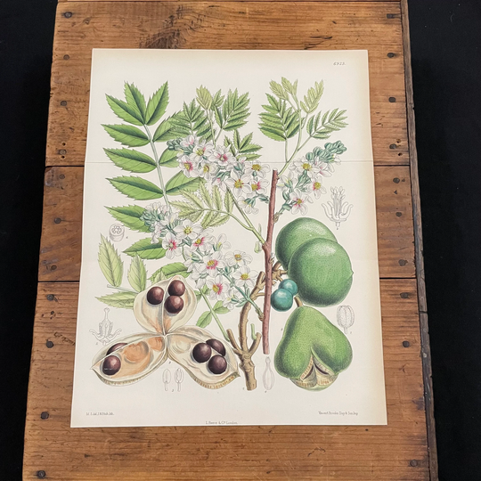 Yellowhorn Tree, Original Hand-Colored Antique Print, 1887 Curtis Botanical Lithograph