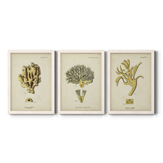 Ecru Coral X-Premium Framed Canvas - Ready to Hang - Multi-Color
