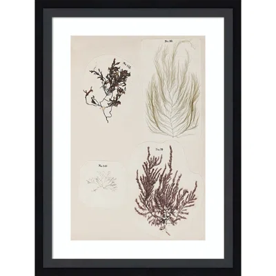 Borowski Coral Collage IV By Vision Studio Framed Art Print
