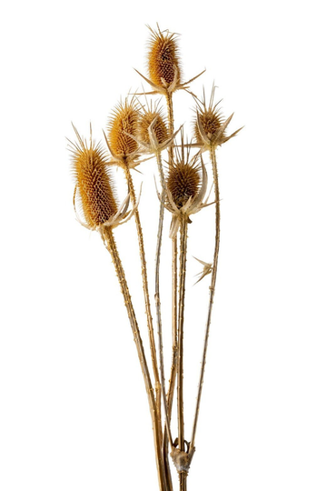 Dried Thistle Natural Color Flowers, Diy Vase Arrangements, Home Décor, Wedding Flowers