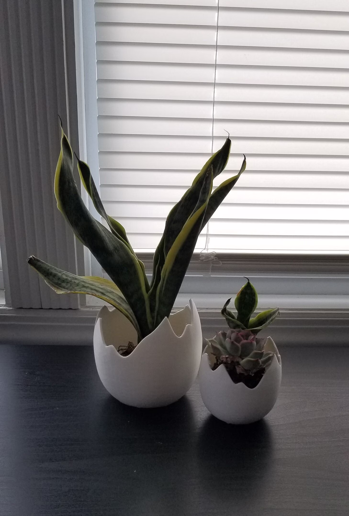 Dinosaur Egg Planter | Pencil Holder| Succulent