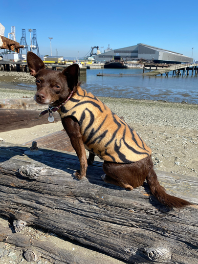 Tiny Tiger Fleece Dog Sweater | Coat, Jacket, Jumper, Pullover, Small Dog
