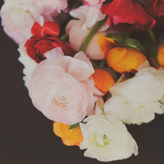 Flower Photography Floral Art Colorful Botanical Ranunculus Dark Still Life Print