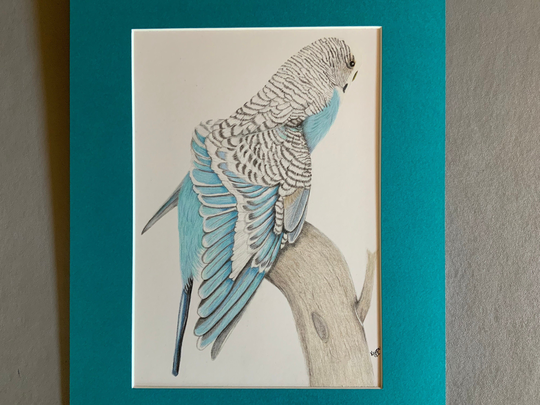 Budgie Pencil Drawing Original Art Blue