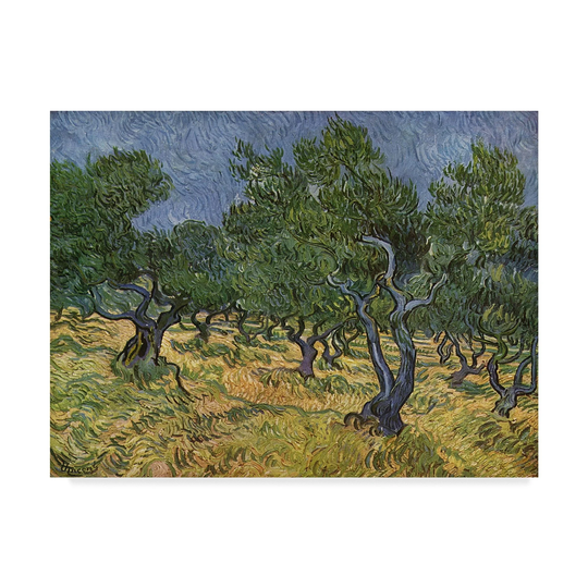 Vincent Van Gogh 'Olive Orchard Midjune' Canvas Art - Multi-color