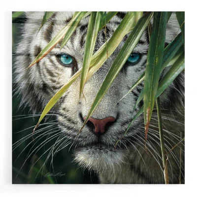 Watching And Waiting by Collin Bogle - Unframed Print