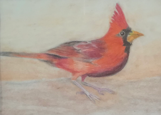 Cardinal, Colored Pencil Art