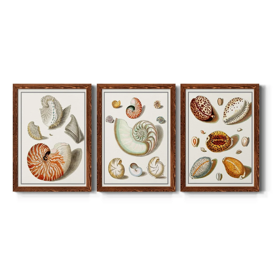 Collected Shells I-Premium Framed Canvas - Ready to Hang - Multi-Color