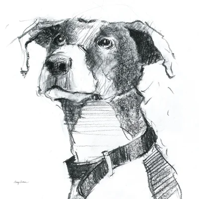 Puck Sitting Pretty by Avery Tillmon - Drawing Print on Canvas