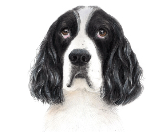 Сocker Spaniel Hand Drawn Pet Portrait, Dog Themed Gifts, Pet Art Commission Drawing From Photo, Colored Pencil Custom Dog Portrait