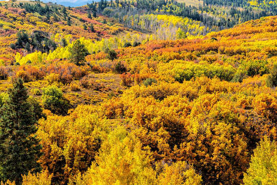 Telluride Fall Color, Colorado Art, Autumn, Aspen Trees, Mountain Photo, Nature Wall Decor, Living Room Art