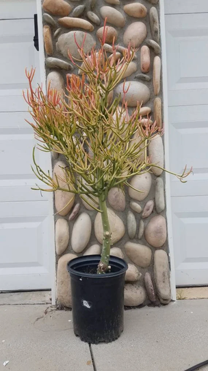 Firestick Tree Cactus /Pencil Cactus/ Stick On Fire/ Cactus/Eurphobia Tirucalli Cactus/ Plant Succulent