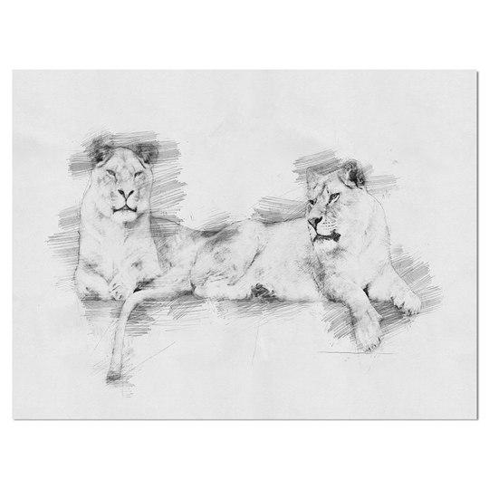 Designart 'Black and White Lion Pencil in Pencil Sketch' Animals Print on Wrapped Canvas