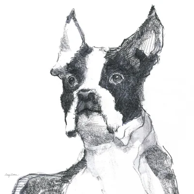Ulysses Sitting Pretty by Avery Tillmon - Drawing Print on Canvas