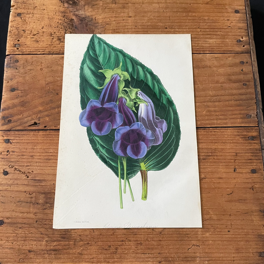 Brazilian Gloxinia, Original Hand-Colored Antique Print, 1846 Paxton Botanical Lithograph