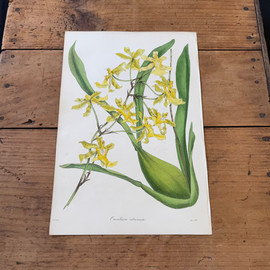 Lemon Oncidium Orchid, 1837 Hand-Colored Paxton Engraving, Original Antique Botanical Print