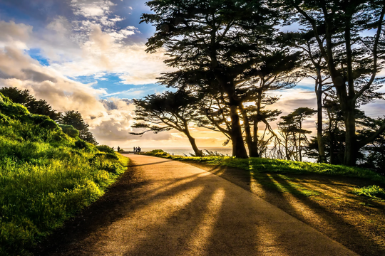 Cypress Trees Print, Colorful Tree Artwork, San Francisco Landscape Photo, Home Decor Wall Art