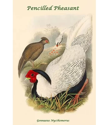 'Gennaeus Nycthemerus Pencilled Pheasant' by John Gould Graphic Art