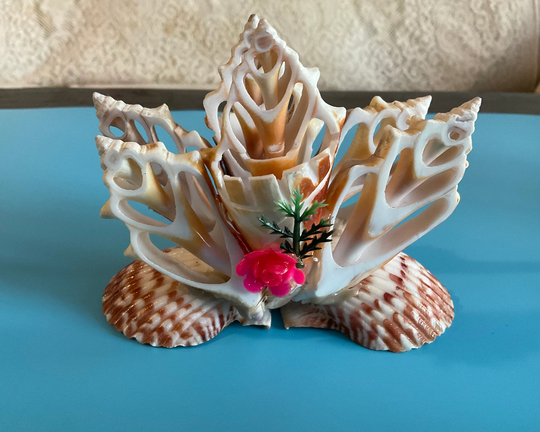 Sliced Conch Shell Tiara Table Napkin Holder. 4" Tall