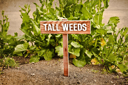 Tall Weeds Sign, Funny Marker, Weeds Sign, Gag Gift, Garden Gift For Gardeners, Humor Yard Sign