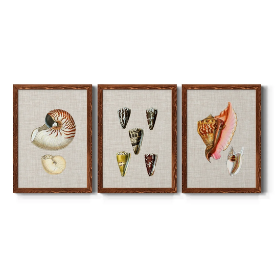 Antique Shells on Linen VII-Premium Framed Canvas - Ready to Hang - Multi-Color