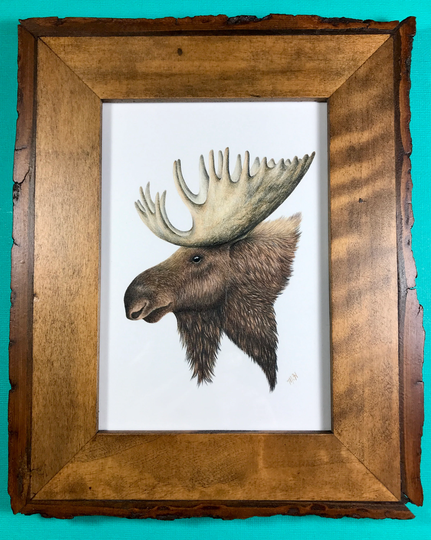 Large Original Colored Pencil Moose Drawing in A Wood Frame