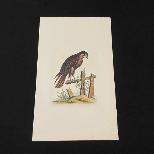 Black Falcon, Original Hand Colored Antique Bird Print, 1802 Engraving By George Edwards