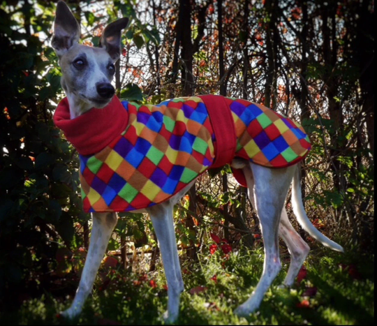 Whippet & Greyhound All Fleece Winter Coats