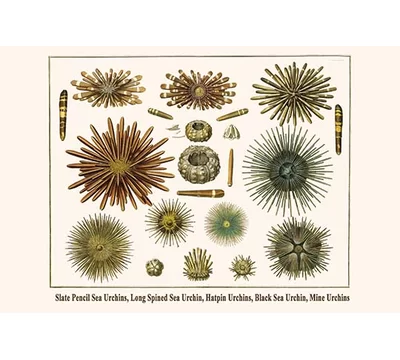 'Slate Pencil Sea Urchins Long Spined Sea Urchin' by Albertus Seba Graphic Art