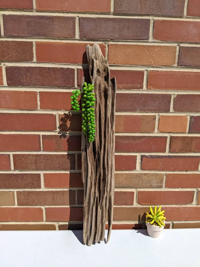 D21 24 3/4" Driftwood Sculpture, Terrerium, Vivarium Driftwood Log, Gecko/Lizard Perch, Airplant Driftwood, Wall Art, Table Center, Wedding Decor