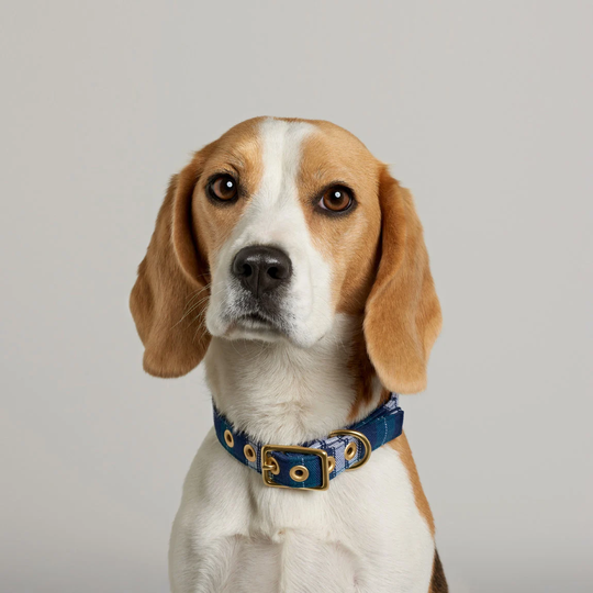 Blue Tartan + Brass Salvaged Materials Dog Collar // Buckle Eco - Vegan