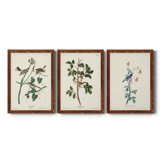 Pl. 153 Yellow-rump Warbler-Premium Framed Canvas - Ready to Hang - Multi-Color