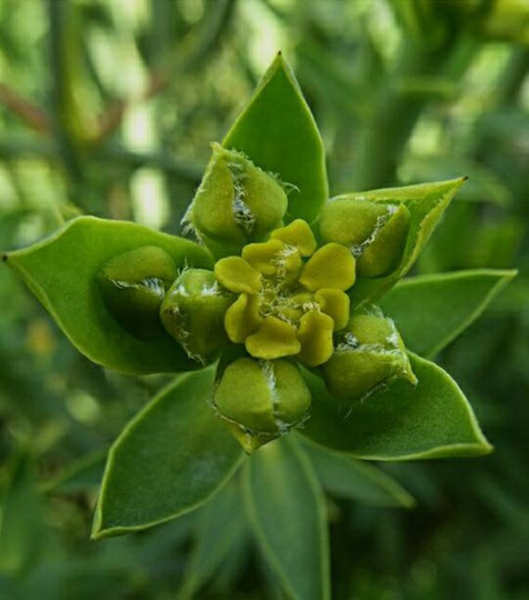 Euphorbia Mauritanica "Pencil Milkbush" Colorful Architectural Clumping Low-Growing Succulent Rock Garden, Late Winter Yellow Flowering