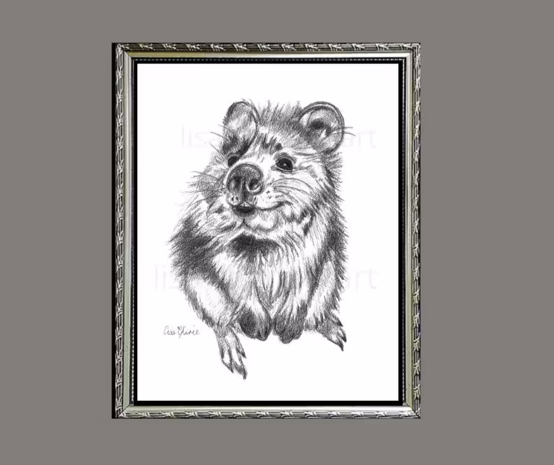 Quokka Drawing, A5 Original Art, Australian Animal, Short-Tailed Scrub Wallaby, Cute Quokka Pencil Drawing, Animal Aussie