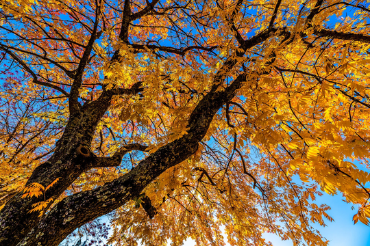 Fall Foliage Wall Art, Autumn Leaves Print, Colorful Tree Photo