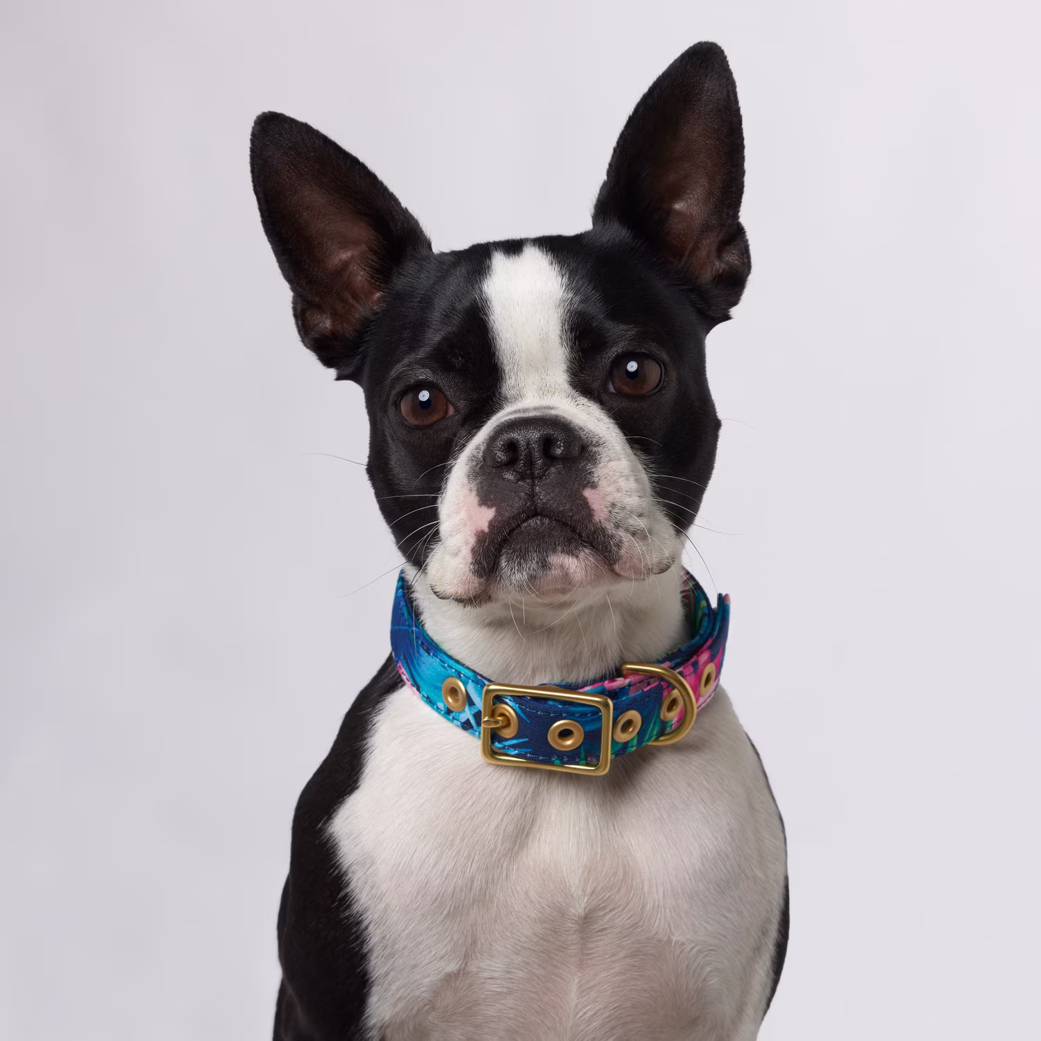 Tropical Flower + Brass Dog Collar // Fabric Buckle - Australia Floral Dog Collar