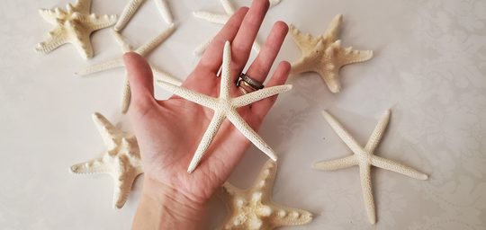 Mix Of Pencil Starfish & Knobby Starfish, For Crafts, Beach Wedding Decor, Nautical Home Craft Supplies