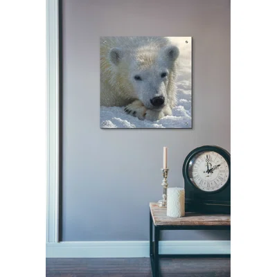 Polar Bear Cub by Collin Bogle - Unframed Print